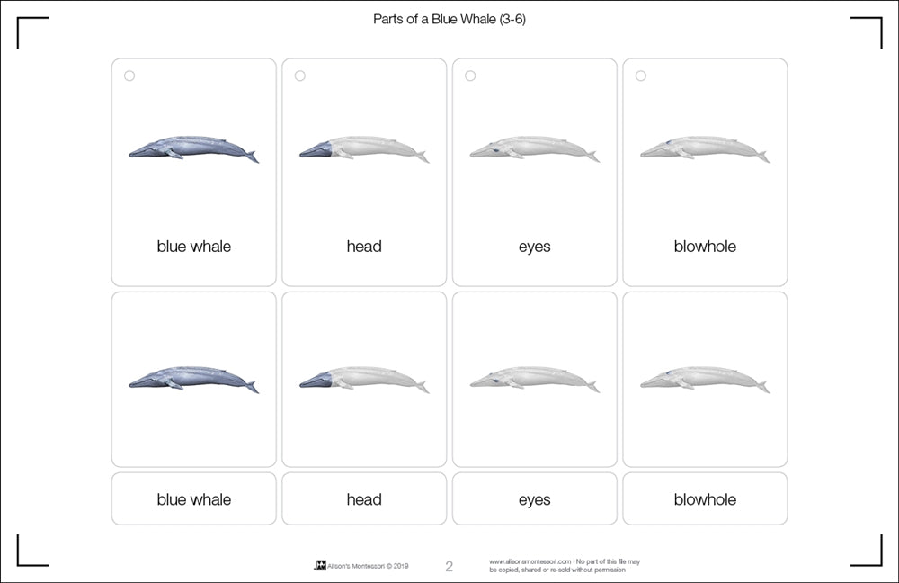 Part of a Blue Whale Three Part Cards (3-6)
