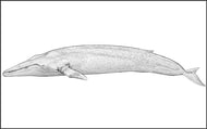 Part of a Blue Whale Three Part Cards (3-6)