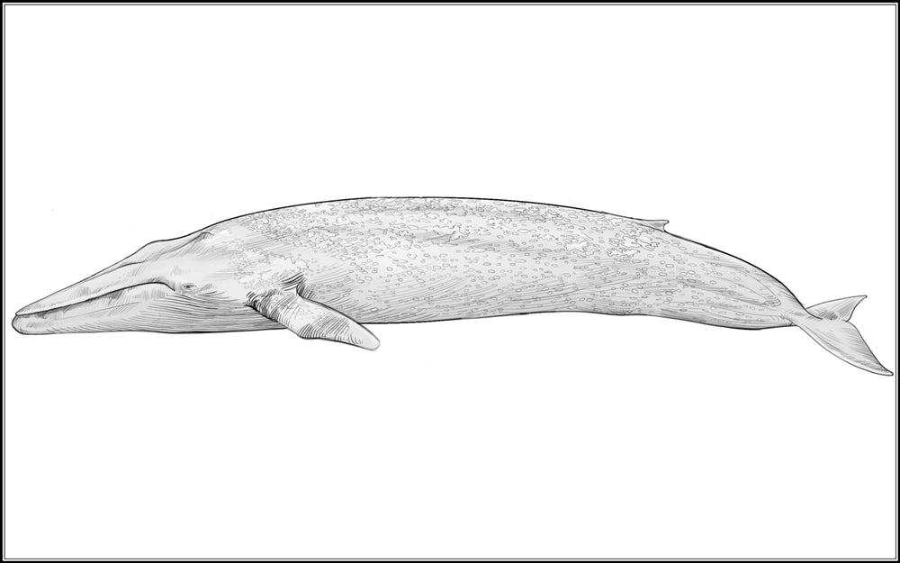 Part of a Blue Whale Three Part Cards (3-6)