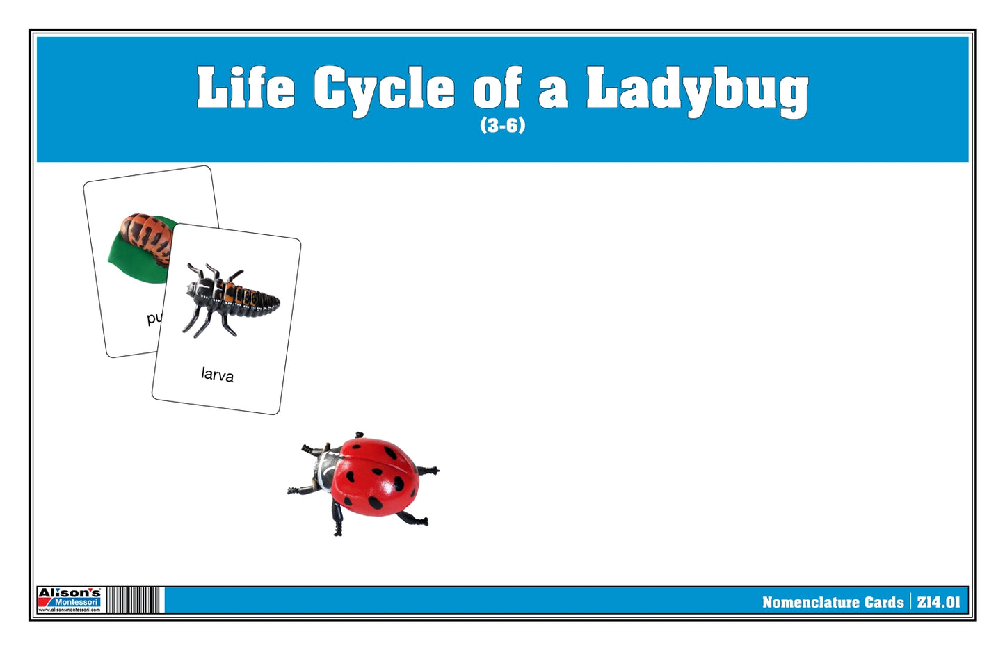 Life Cycle of a Ladybug Nomenclature Cards (Printed)