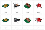 Life Cycle of a Ladybug Nomenclature Cards (Printed)