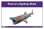Parts of a Basking Shark Three Part Cards (3-6)