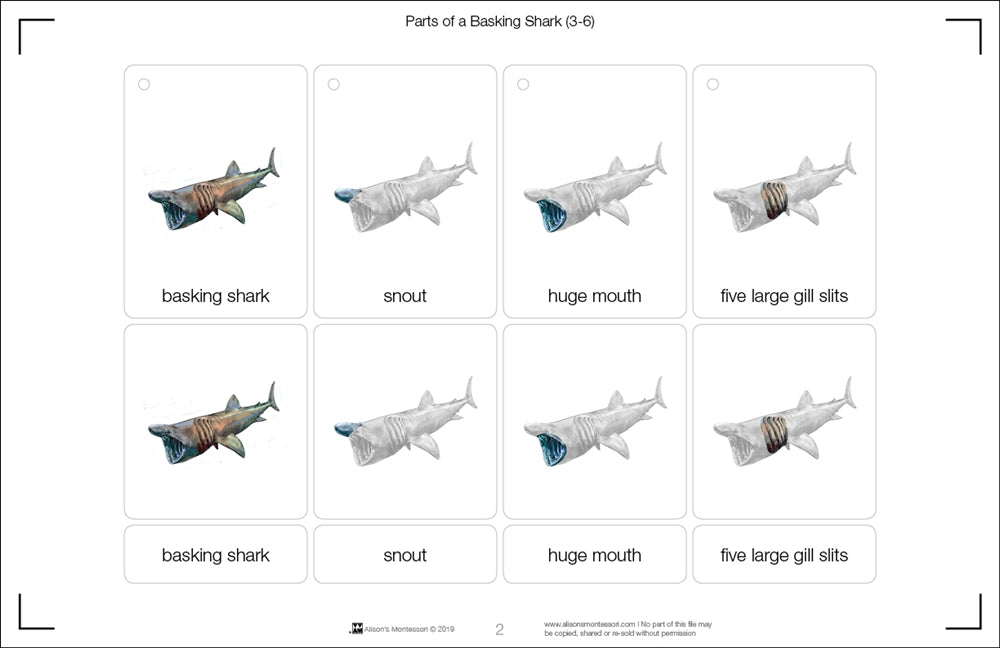 Parts of a Basking Shark Three Part Cards (3-6)