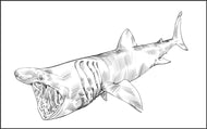 Parts of a Basking Shark Three Part Cards (3-6)