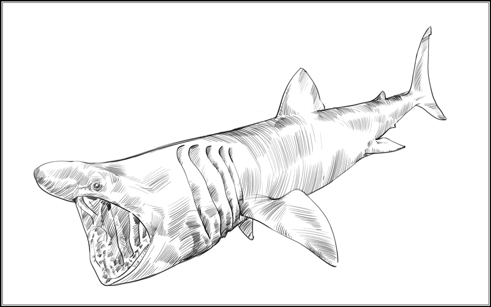 Parts of a Basking Shark Three Part Cards (3-6)