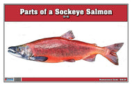 Parts of a Sockeye Salmon Three Part Cards (3-6)