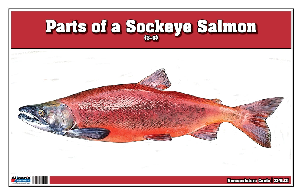 Parts of a Sockeye Salmon Three Part Cards (3-6)