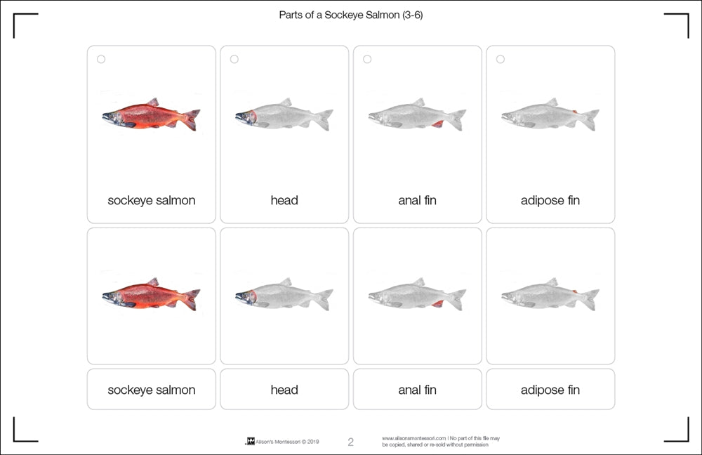 Parts of a Sockeye Salmon Three Part Cards (3-6)