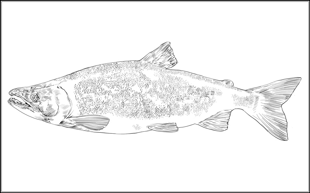 Parts of a Sockeye Salmon Three Part Cards (3-6)