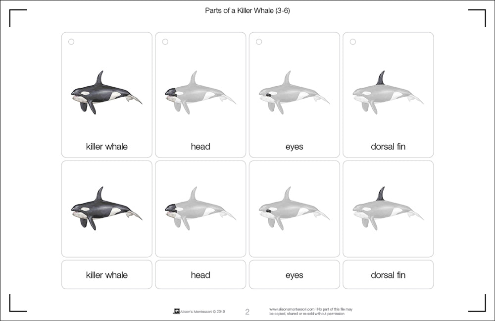 Parts of a Killer Whale Three Part Cards (3-6)