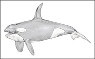 Parts of a Killer Whale Three Part Cards (3-6)