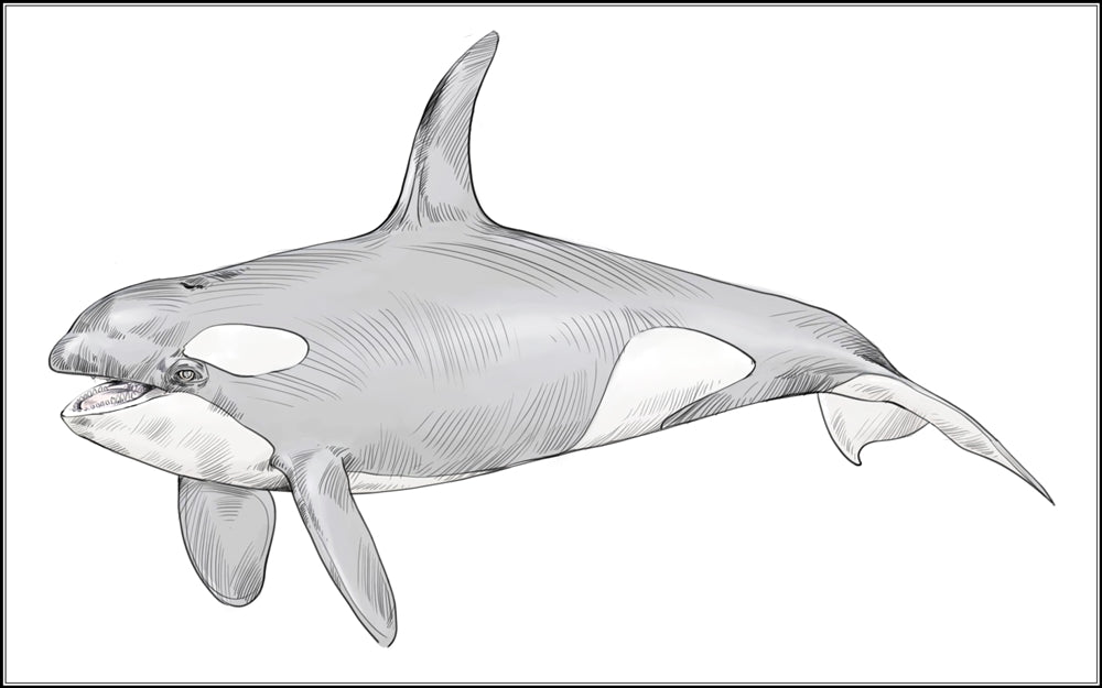 Parts of a Killer Whale Three Part Cards (3-6)