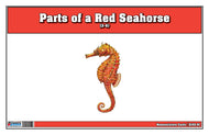 Parts of Red Seahorse Three Part Cards (3-6)