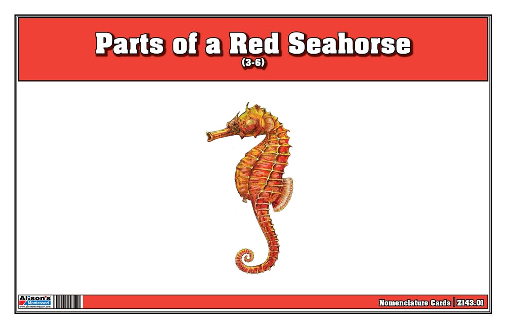Parts of Red Seahorse Three Part Cards (3-6)