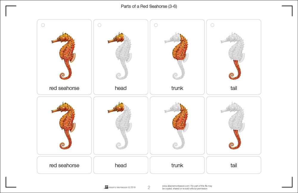 Parts of Red Seahorse Three Part Cards (3-6)