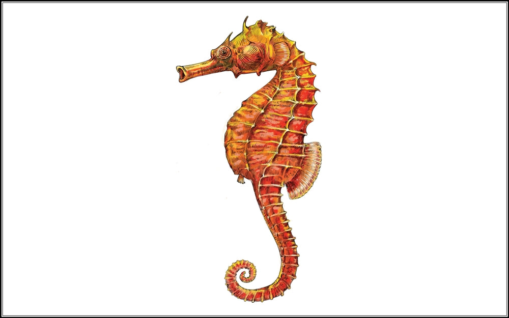 Parts of Red Seahorse Three Part Cards (3-6)