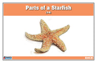 Parts of an Echinoderm Three Part Cards (3-6)