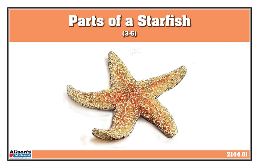 Parts of an Echinoderm Three Part Cards (3-6)