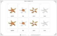 Parts of an Echinoderm Three Part Cards (3-6)