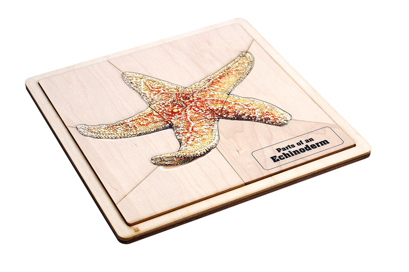Parts of an Echinoderm Puzzle with Nomenclature Cards (3-6)