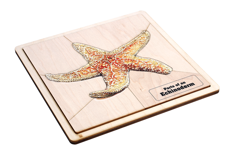 Parts of an Echinoderm Puzzle with Nomenclature Cards (3-6)