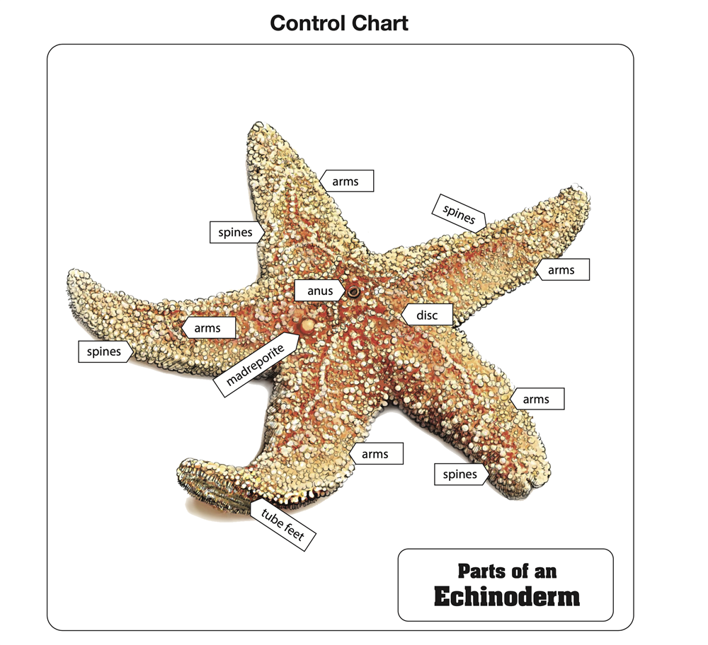 Parts of an Echinoderm Puzzle with Nomenclature Cards (3-6)