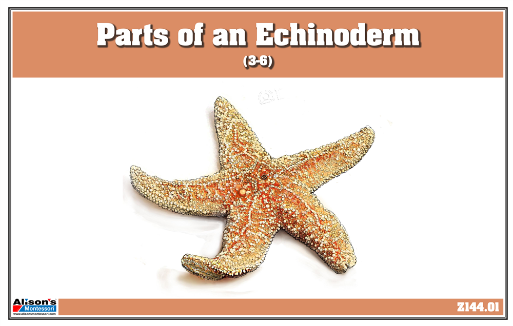 Parts of an Echinoderm Puzzle with Nomenclature Cards (3-6)