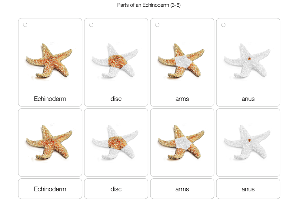 Parts of an Echinoderm Puzzle with Nomenclature Cards (3-6)