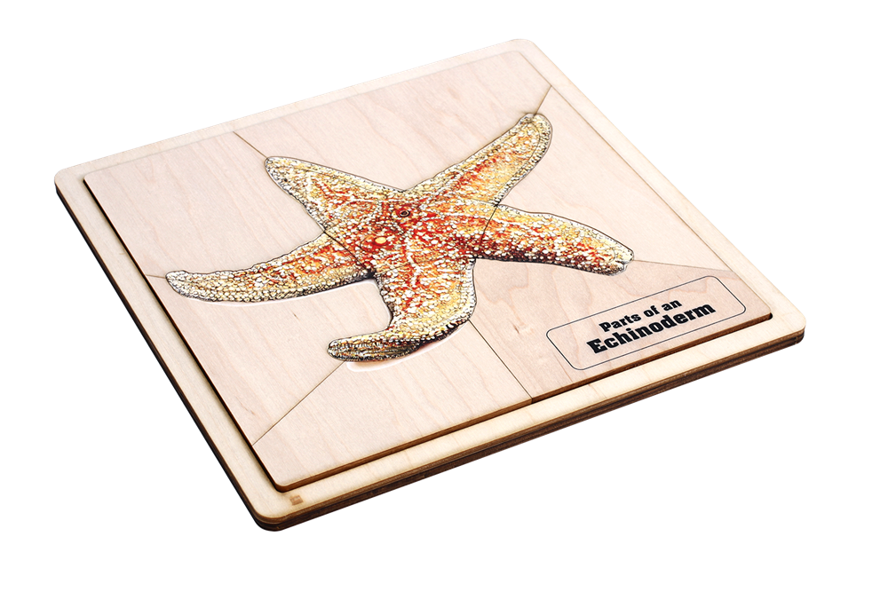 Parts of an Echinoderm Puzzle with Nomenclature Cards (6-9)