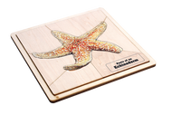 Parts of an Echinoderm Puzzle with Nomenclature Cards (6-9)