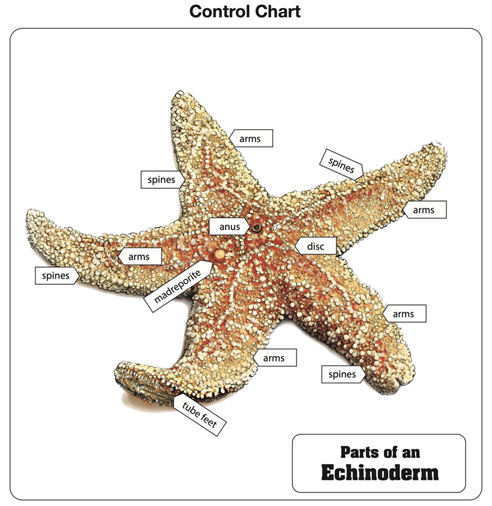 Parts of an Echinoderm Puzzle with Nomenclature Cards (6-9)