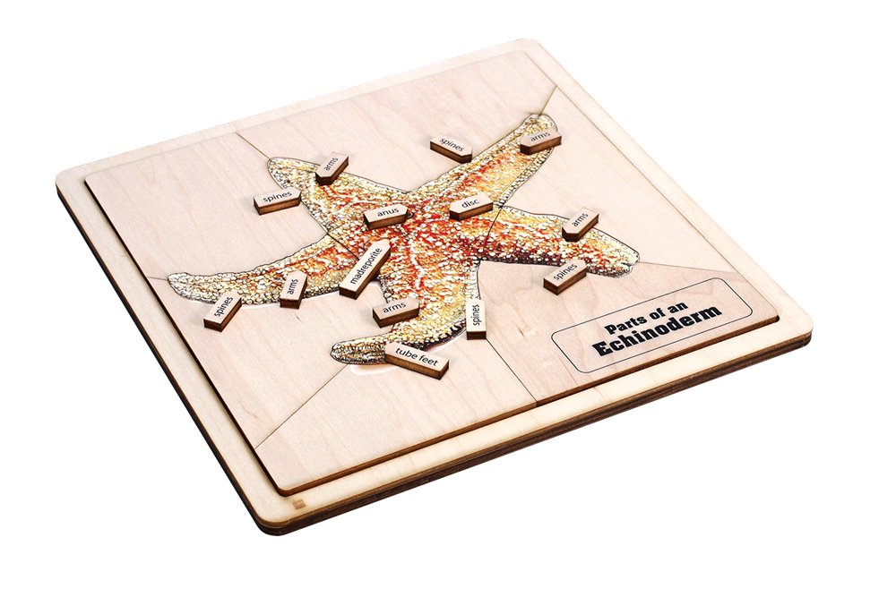 Parts of an Echinoderm Puzzle