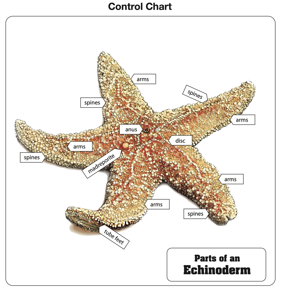 Parts of an Echinoderm Puzzle
