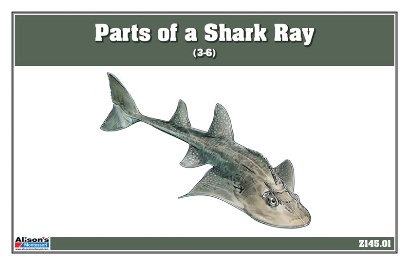 Parts of a Shark Ray Three Part Cards (3-6)