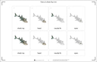 Parts of a Shark Ray Three Part Cards (3-6)