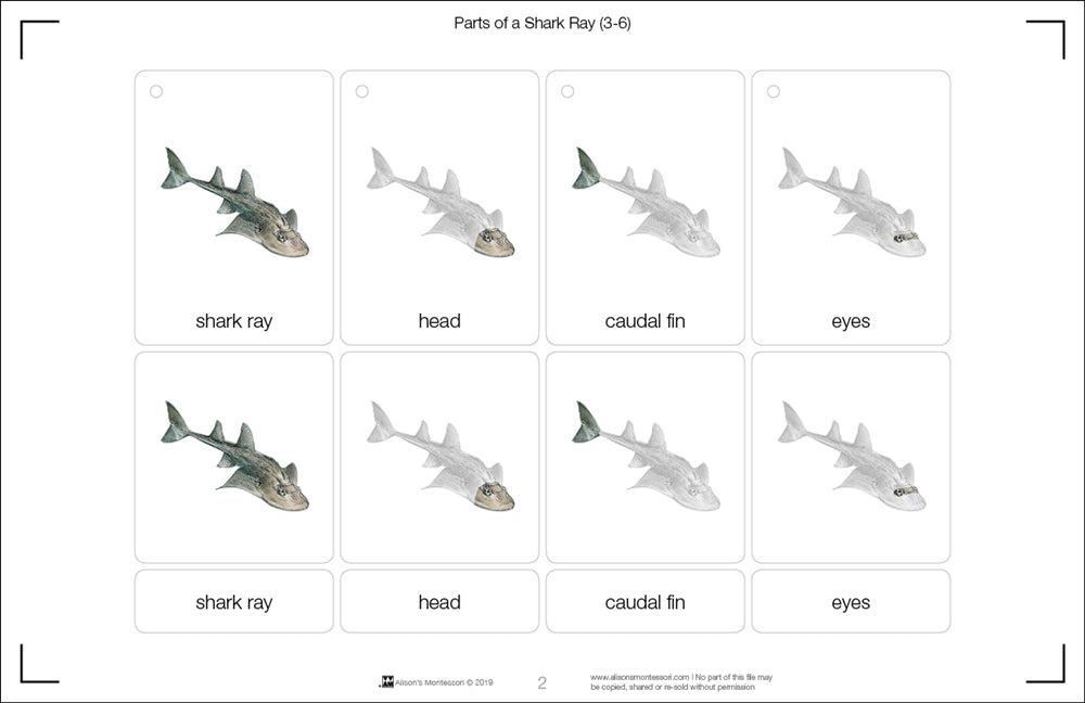 Parts of a Shark Ray Three Part Cards (3-6)