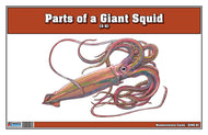 Parts of a Giant Squid Three Part Cards (3-6)