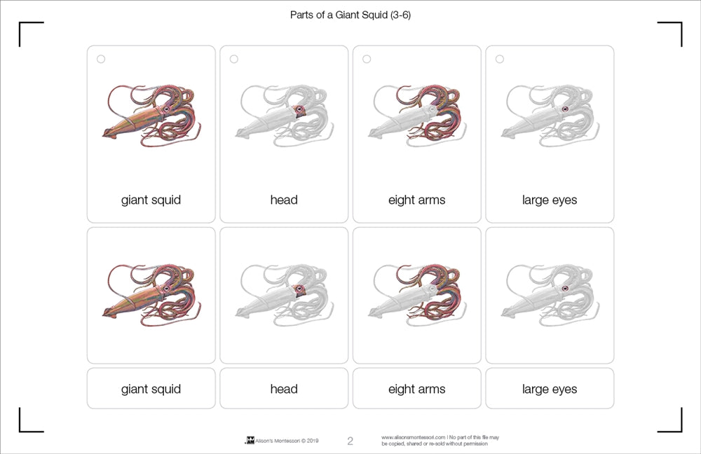 Parts of a Giant Squid Three Part Cards (3-6)