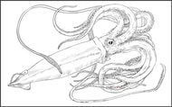 Parts of a Giant Squid Three Part Cards (3-6)