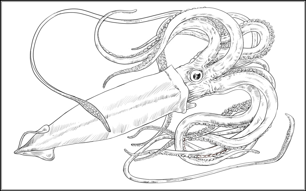 Parts of a Giant Squid Three Part Cards (3-6)