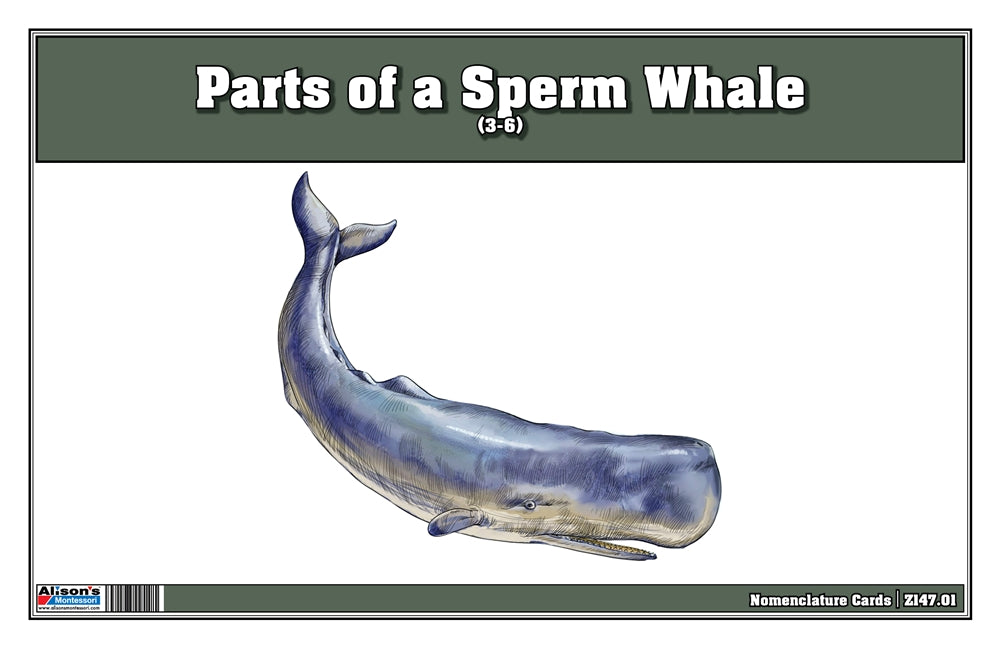 Parts of a Sperm Whale Three Part Cards (3-6)