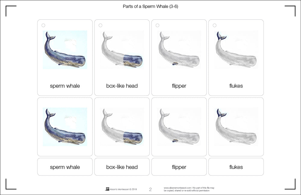 Parts of a Sperm Whale Three Part Cards (3-6)