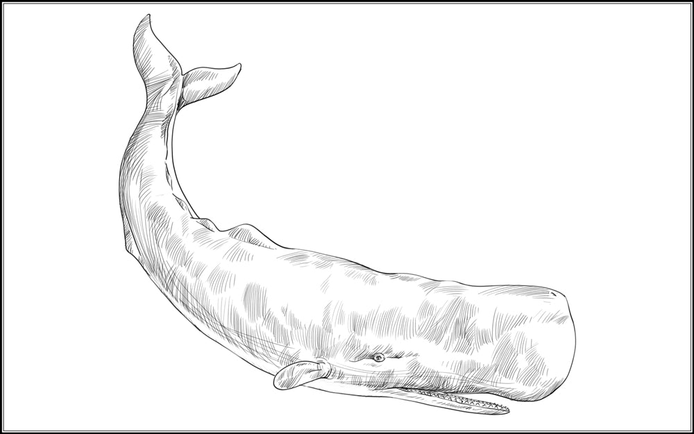 Parts of a Sperm Whale Three Part Cards (3-6)