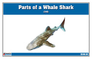 Parts of a Whale Shark Three Part Cards (3-6)