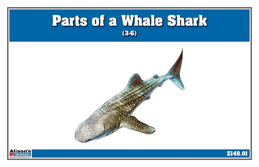 Parts of a Whale Shark Three Part Cards (3-6)