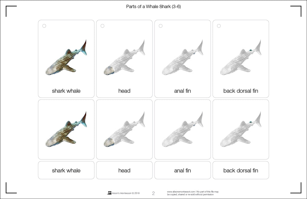 Parts of a Whale Shark Three Part Cards (3-6)