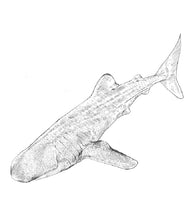 Parts of a Whale Shark Three Part Cards (3-6)