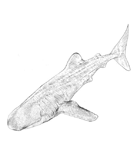 Parts of a Whale Shark Three Part Cards (3-6)