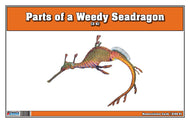 Parts of a Weedy Seadragon Three Part Cards (3-6)