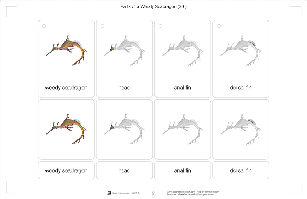 Parts of a Weedy Seadragon Three Part Cards (3-6)